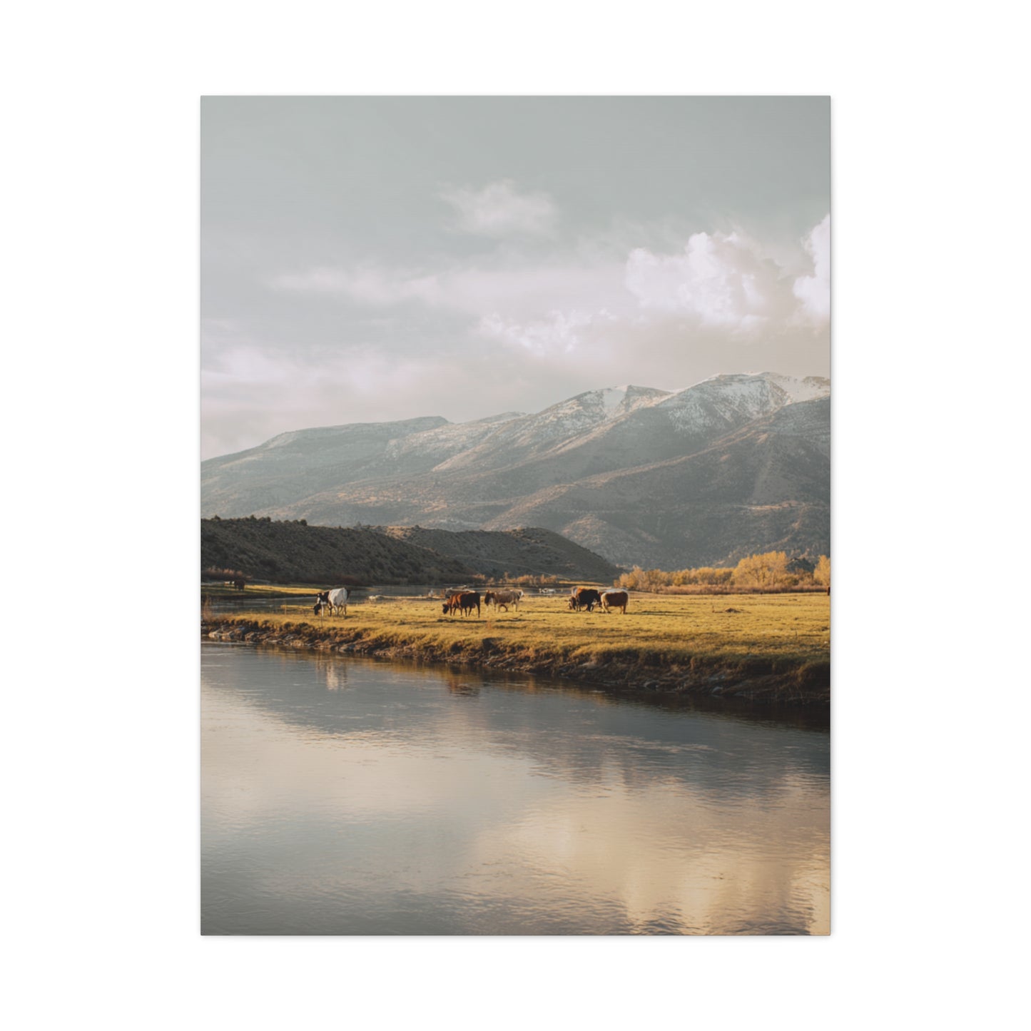 Mountain River Cattle Pasture Wall Art & Canvas Print