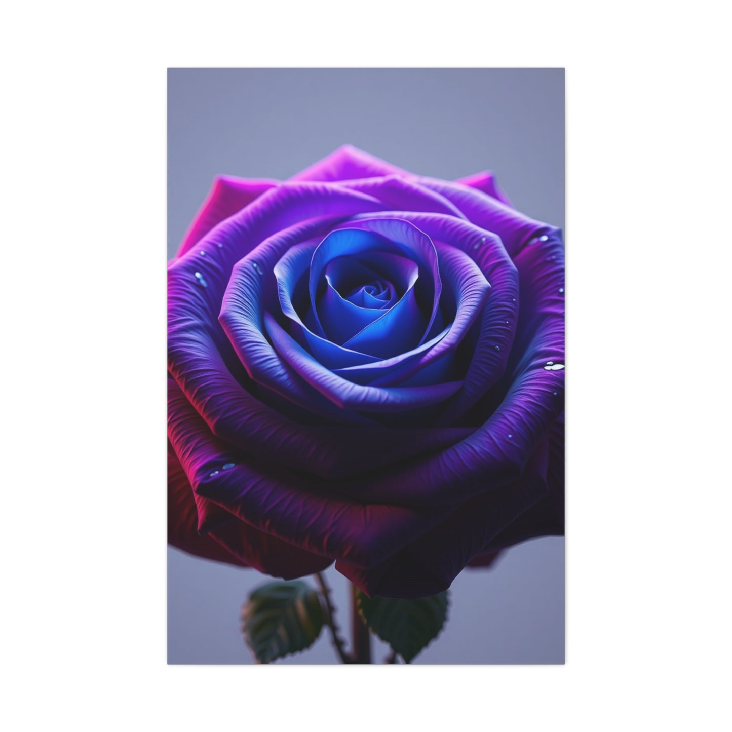 Elite Rose Art Vision Wall Art & Canvas Print